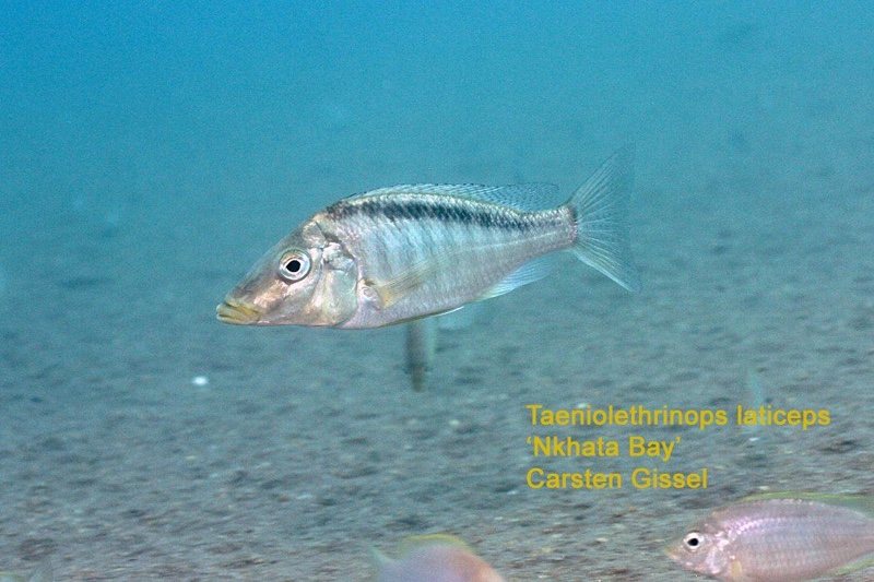 Taeniolethrinops laticeps 'Nkhata Bay'